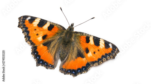 Small tortoiseshell butterfly. Aglais urticae. Lepidoptera. Isolated on white background. One orange winged insect close-up. Open wings, black and blue spotted ornament. Hairy body and head, antennae. photo