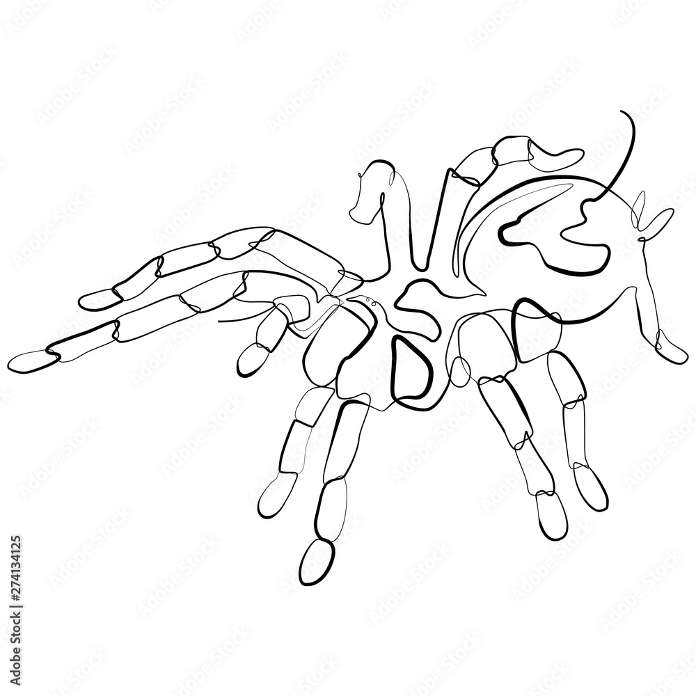 Spider one line drawing. Animal continuous line sketch Vector Art Spider one line drawing. Animal continuous line sketch Vector Art