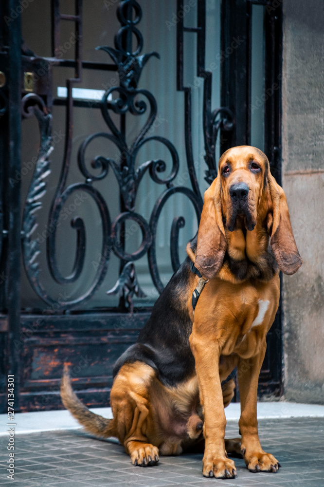 Beautiful young Bloodhound dog - obrazy, fototapety, plakaty 