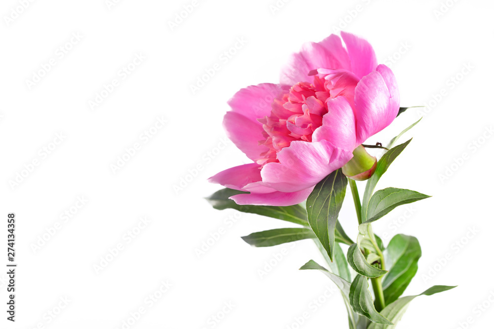 Pink peony on a white background, copyspace on the left