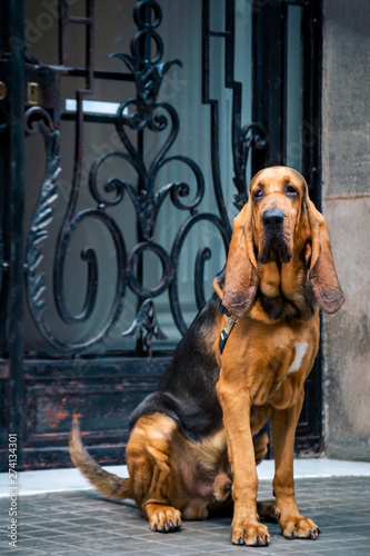 Beautiful young Bloodhound dog photo