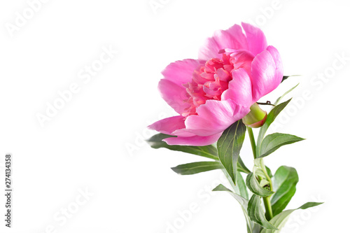 Pink peony on a white background, copyspace on the left