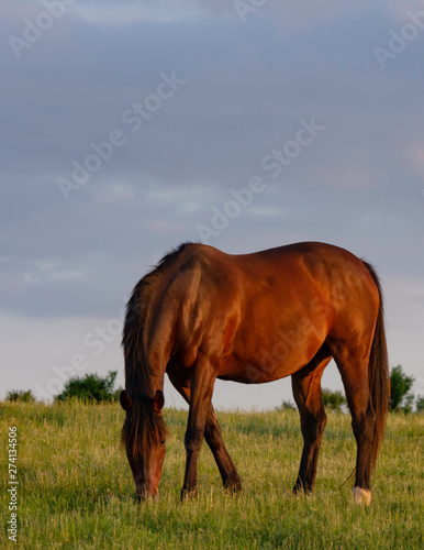 Horse grazing portrait