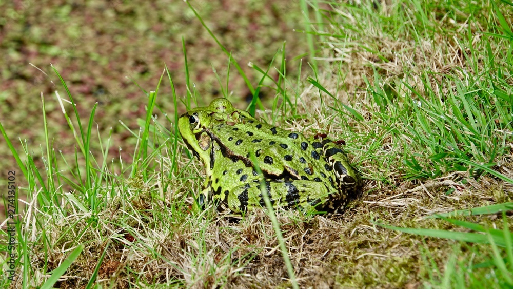 Frosch im Gras