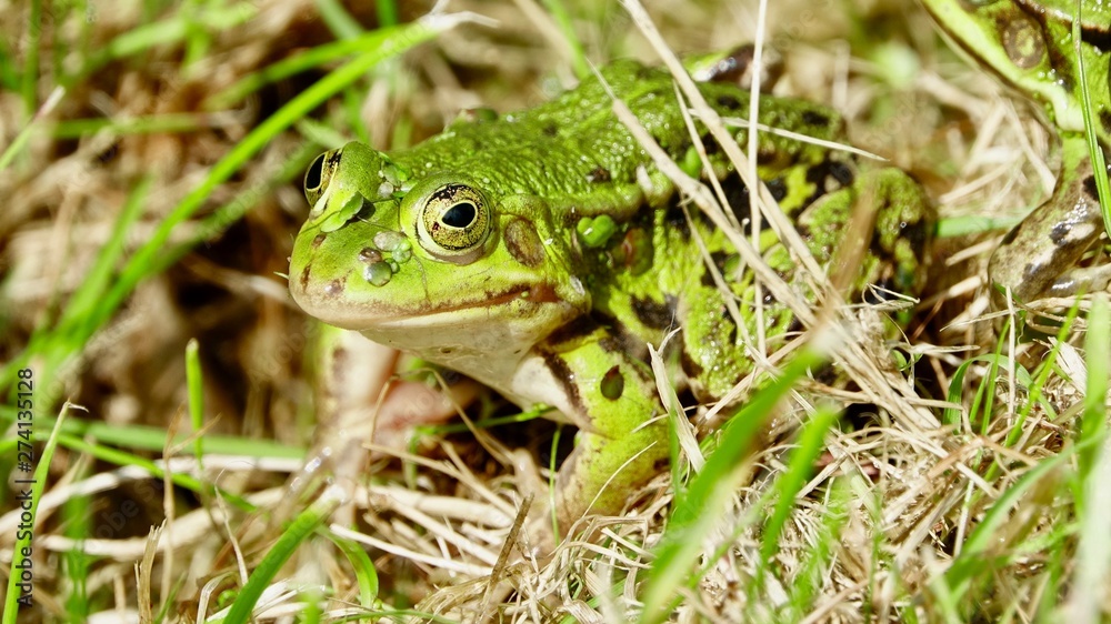 Fototapeta premium Frosch im Gras