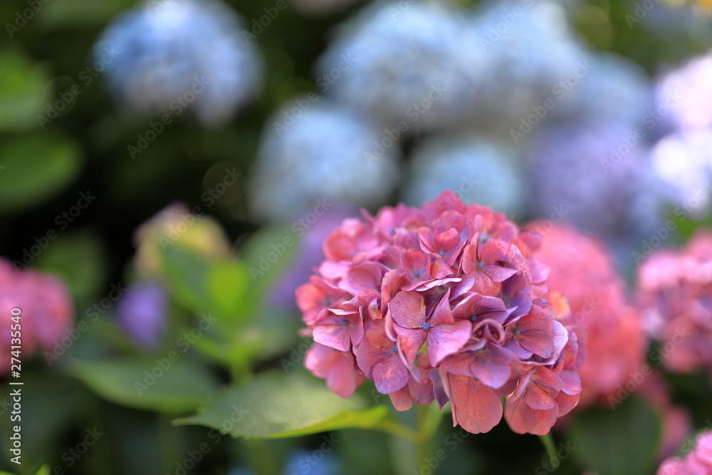 Fototapeta premium 飛鳥山公園の紫陽花