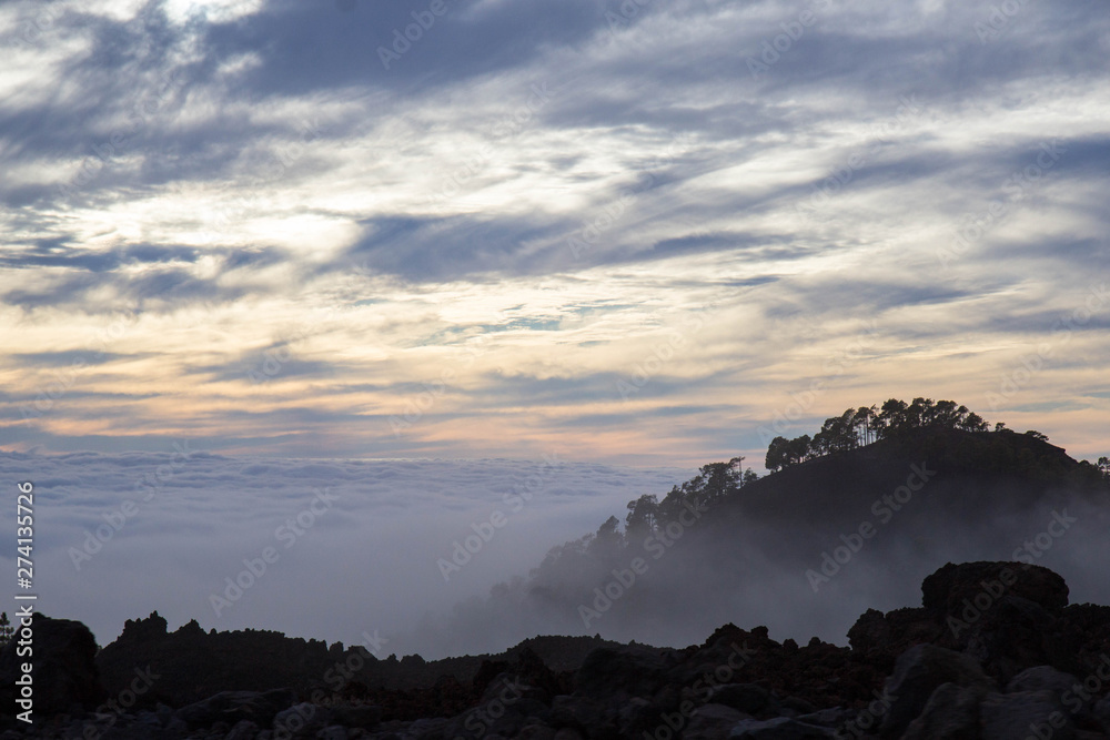 Fototapeta premium foggy forest on the way to Teide national park, Tenerife