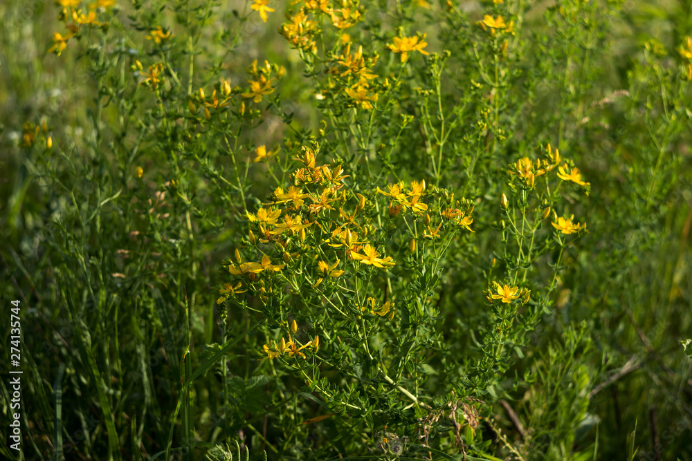 Medical St. John's Wort (Hypericum perforatum), useful plant blooms with yellow small flowers, background