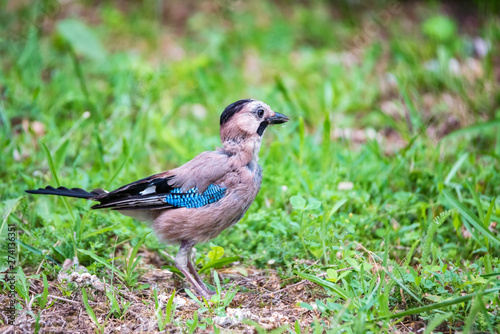 Eurasian jay or garrulus glandarius on ground close