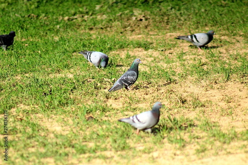 A small flock of pigeons feeding on the meadow. A unique image of nature at the beginning of summer.