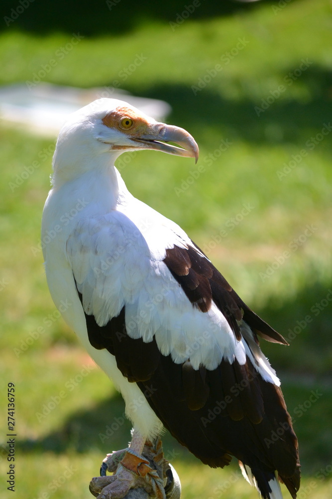 The portrait of a bird The portrait of a bird