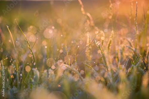 Beautiful background with morning dew on grass close © Yakov