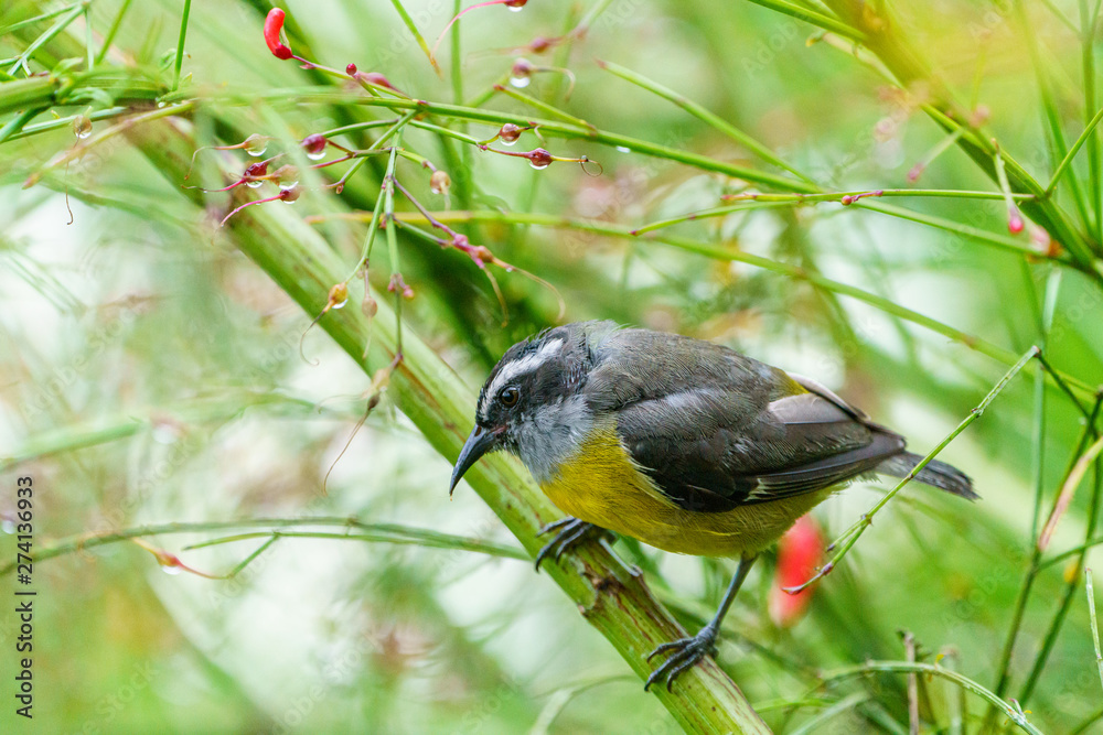 Obraz premium Bananaquit (Coereba flaveola) in Costa Rica