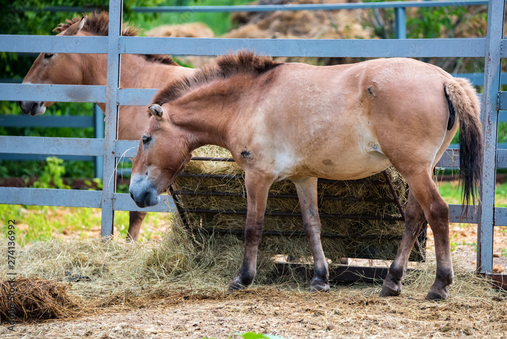 Przewalski's Horse or Equus ferus przewalskii in captivity side view