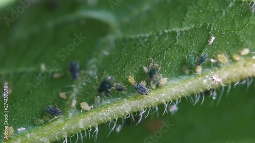  Aphids on the leaf of plant - (4K) photo