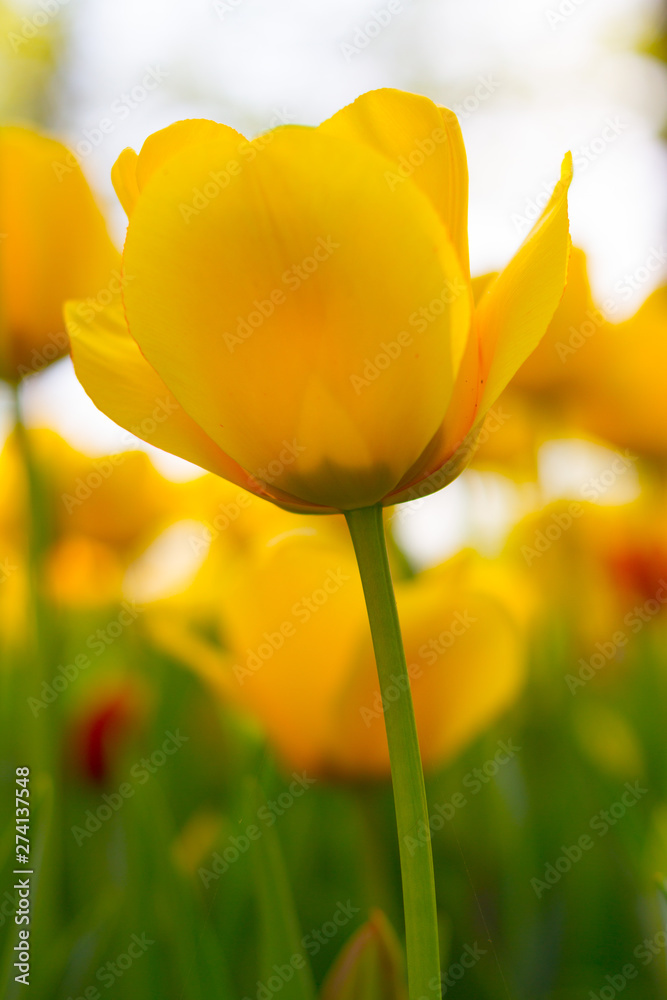 Obraz premium tulipani