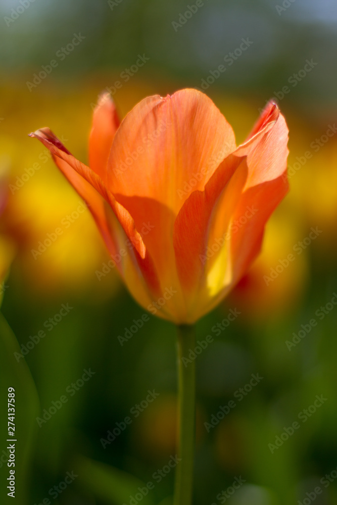 tulipani tulipani