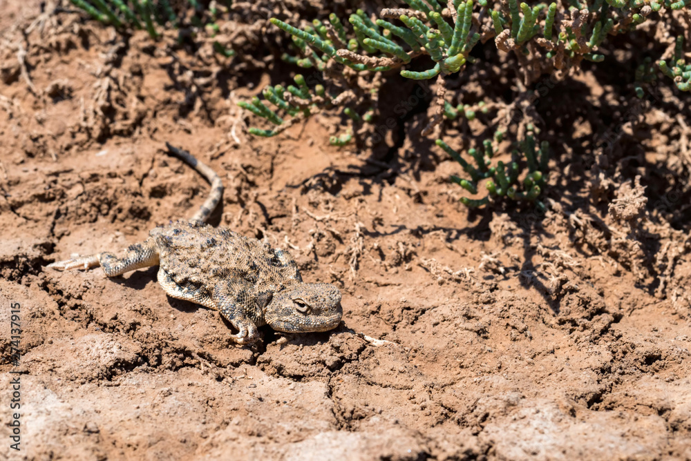 Close portrait of Phrynocephalus helioscopus agama in nature