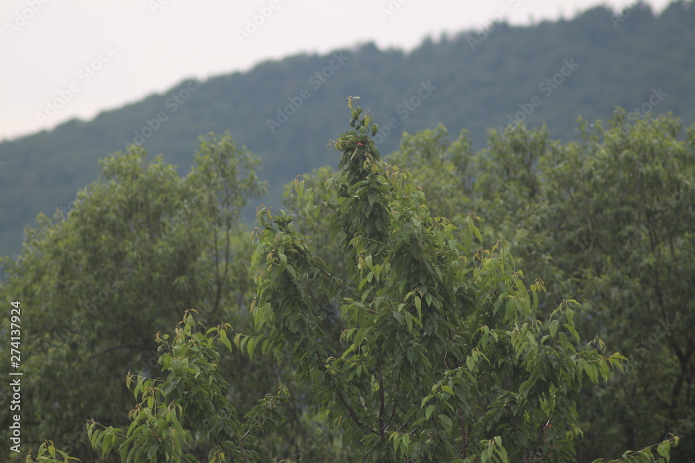 A day in the Carpathian Mountains, Yaremche