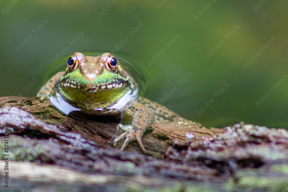Fototapeta premium Green Frog at Prince William Forest Park Virginia