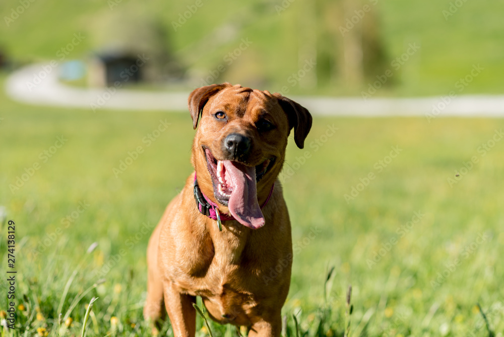 beautiful brown stafford dog standing on grass on shore near river and smiling