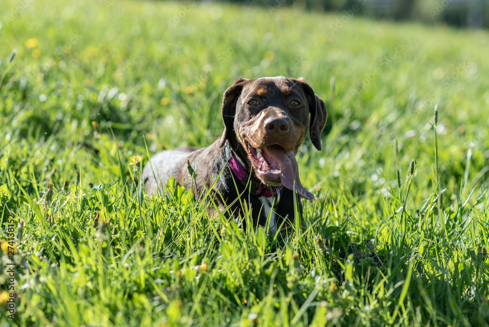 beautiful brown stafford dog standing on grass on shore near river and smiling beautiful brown stafford dog standing on grass on shore near river and smiling