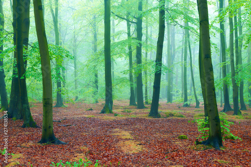 Misty morning in the old beech forest