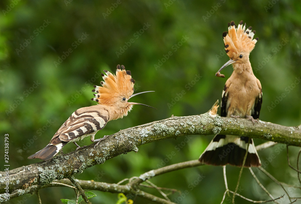 Eurasian Hoopoe or Common hoopoe (Upupa epops) Eurasian Hoopoe or Common hoopoe (Upupa epops)