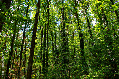 dense forest on a bright Sunny day