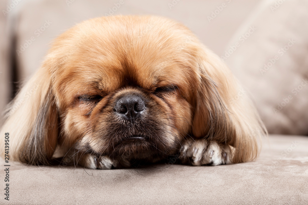 little dog sitting on sofa pet shop little dog sitting on sofa pet shop