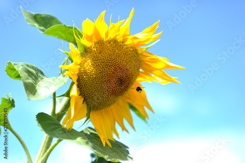 Fototapeta Naklejka Na Ścianę i Meble -  sunflower with blue sky