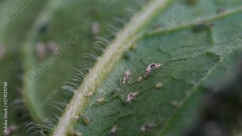  Aphids on the leaf of plant - (4K) photo