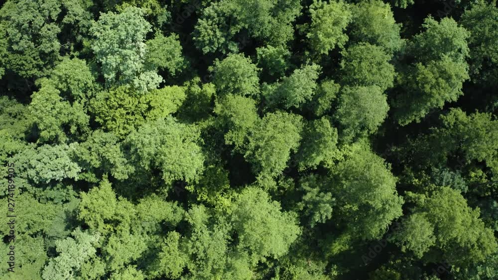 Zoom Over the Treetops of the Forests Zoom Over the Treetops of the Forests