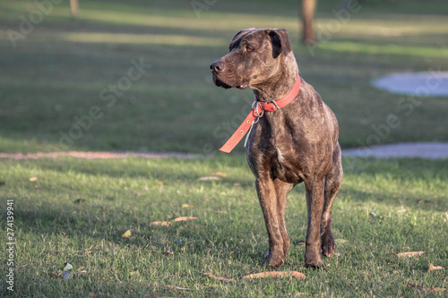 Fototapeta Naklejka Na Ścianę i Meble -   Dog posing in the grass