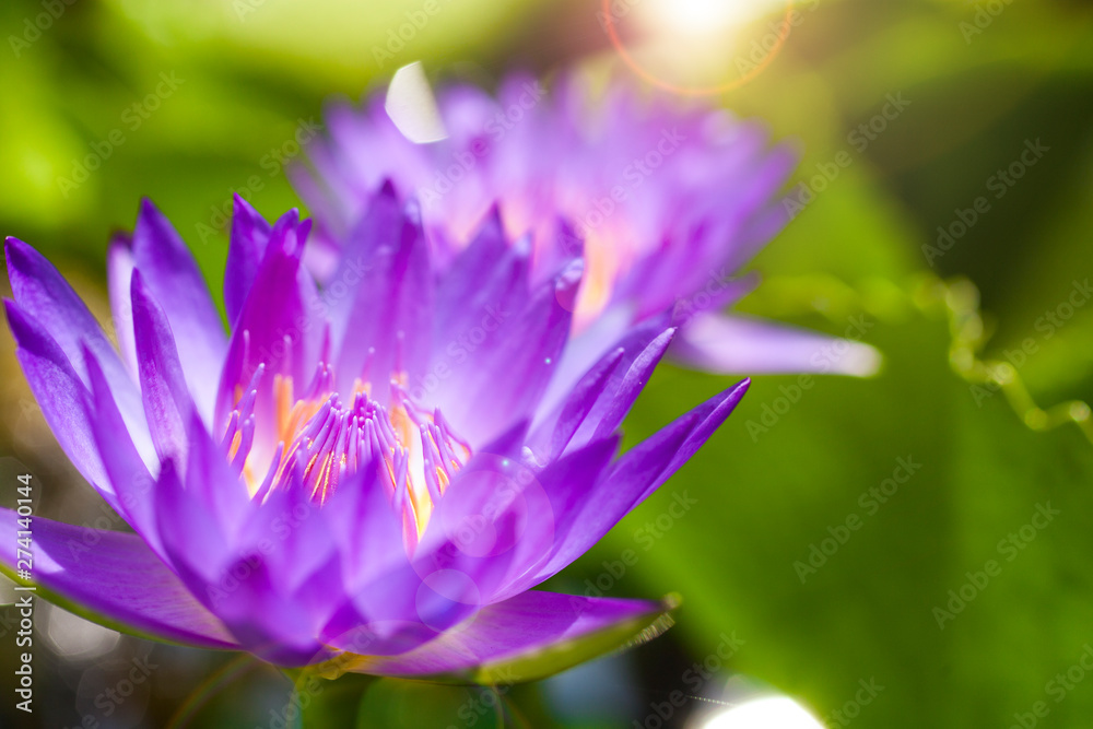 Close up purple and yellow pollen of lotus. Selective focus and blurred background. Close up purple and yellow pollen of lotus. Selective focus and blurred background.