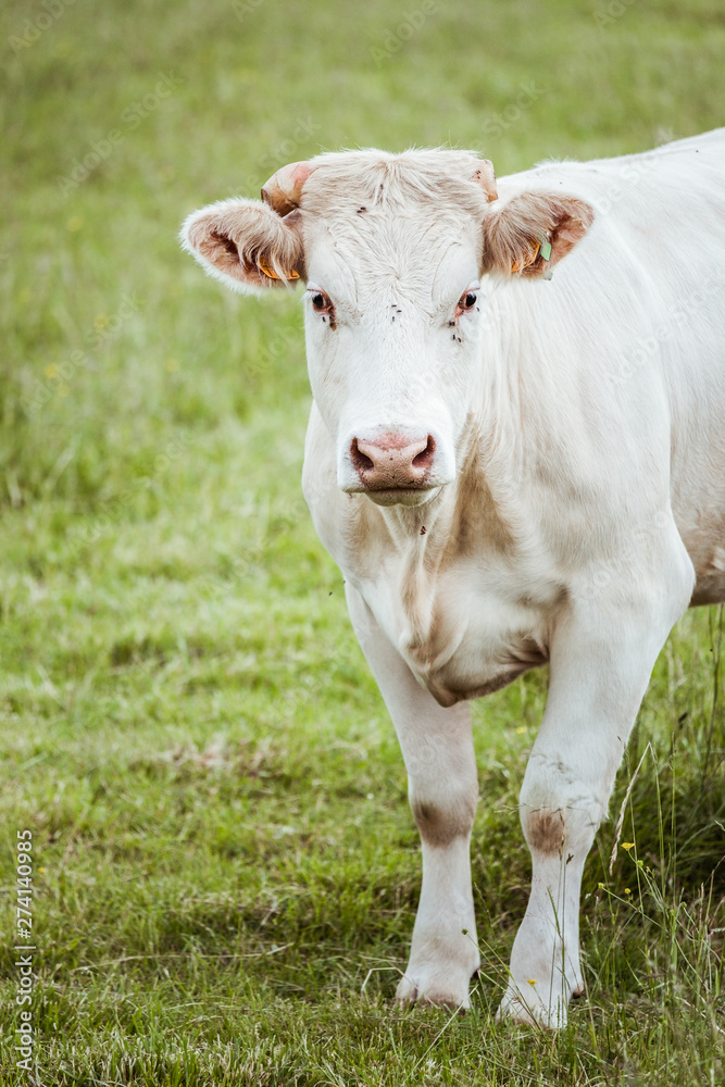 Vache laitière blanche dans un champ