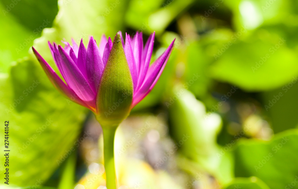 Water lily is beautiful blooming in the morning. Water lily is beautiful blooming in the morning.
