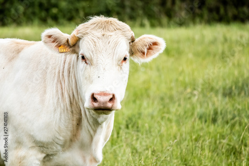 Portrait d'une vache blanche dans un champs © PicsArt