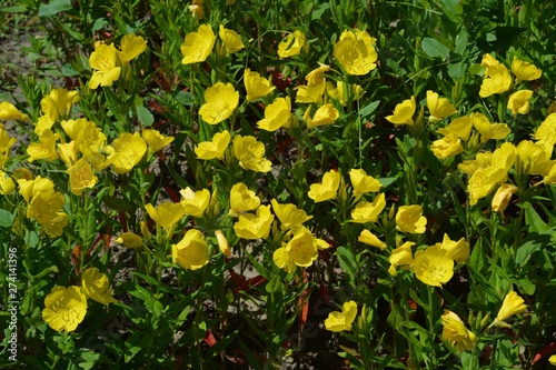 Yellow evening primrose flowers outdoors