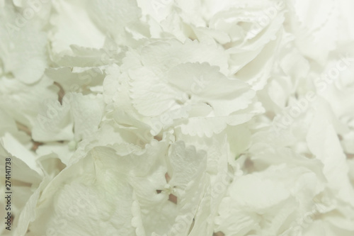 White flowers background. © andyborodaty
