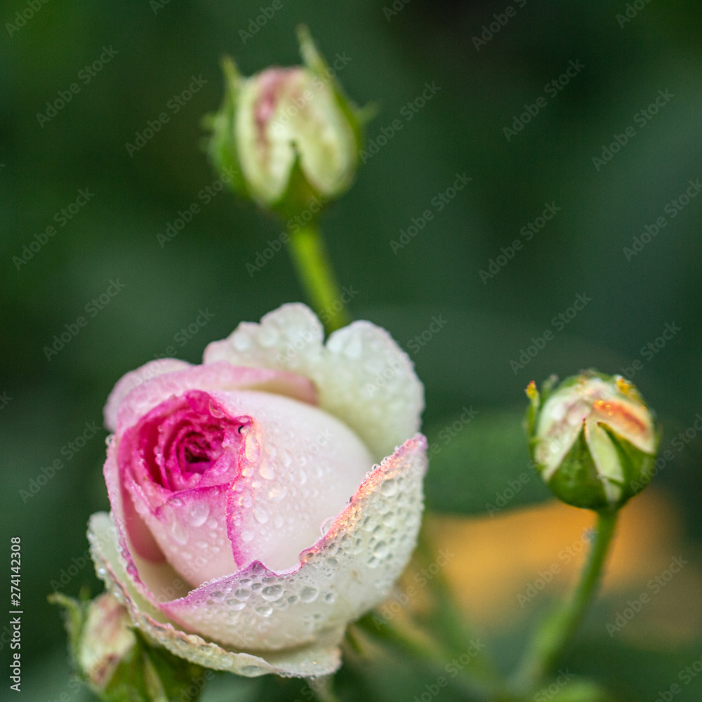 beautiful redand white rose Bush of red and white roses beautiful redand white rose Bush of red and white roses