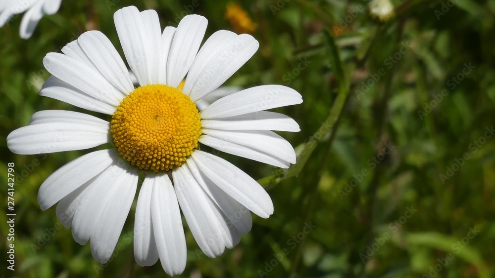 Fototapeta premium Beautiful large summer daisy, Shasta daisy in bloom