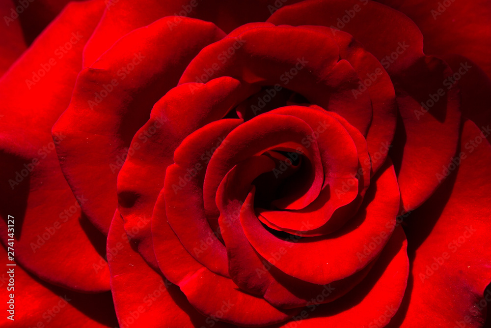 Naklejka premium Pink rose flower, close-up, macro, background low key
