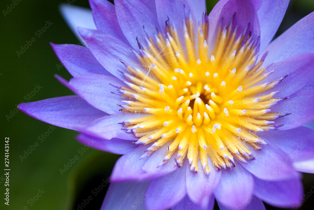 Obraz premium Close up yellow pollen of waterlily in the morning.