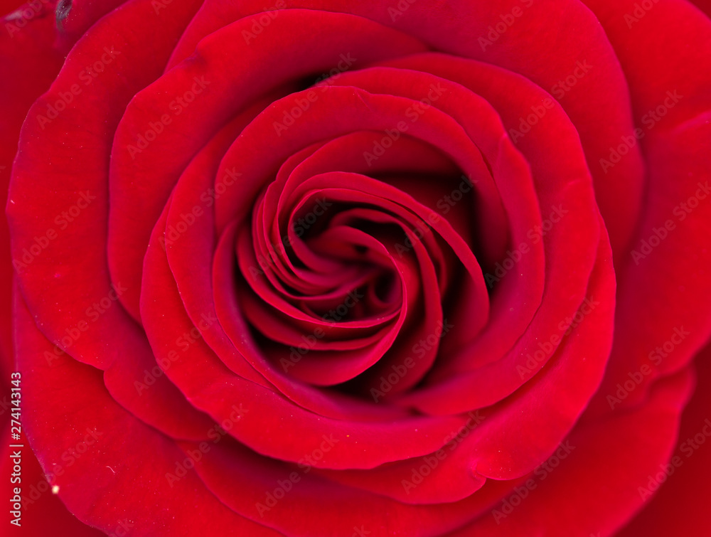 Fototapeta premium Pink rose flower, close-up, macro, background low key