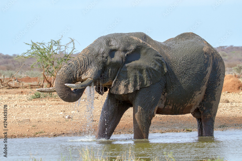 Fototapeta premium Afrikanischer Elefant, Loxodonta africana,