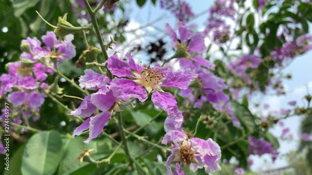 Closeup of Bungor flowers on a bright sunny day in Thailand, also known as Queen's flower.