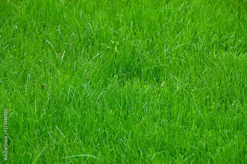 Green lawn grass texture background