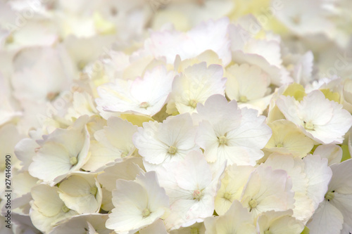 Floral background of white tender hydrangea flowers
