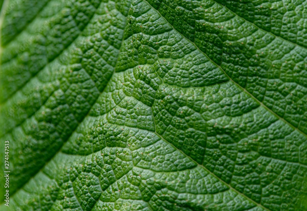 A close up photo of the veins and patterns in a green leaf A close up photo of the veins and patterns in a green leaf